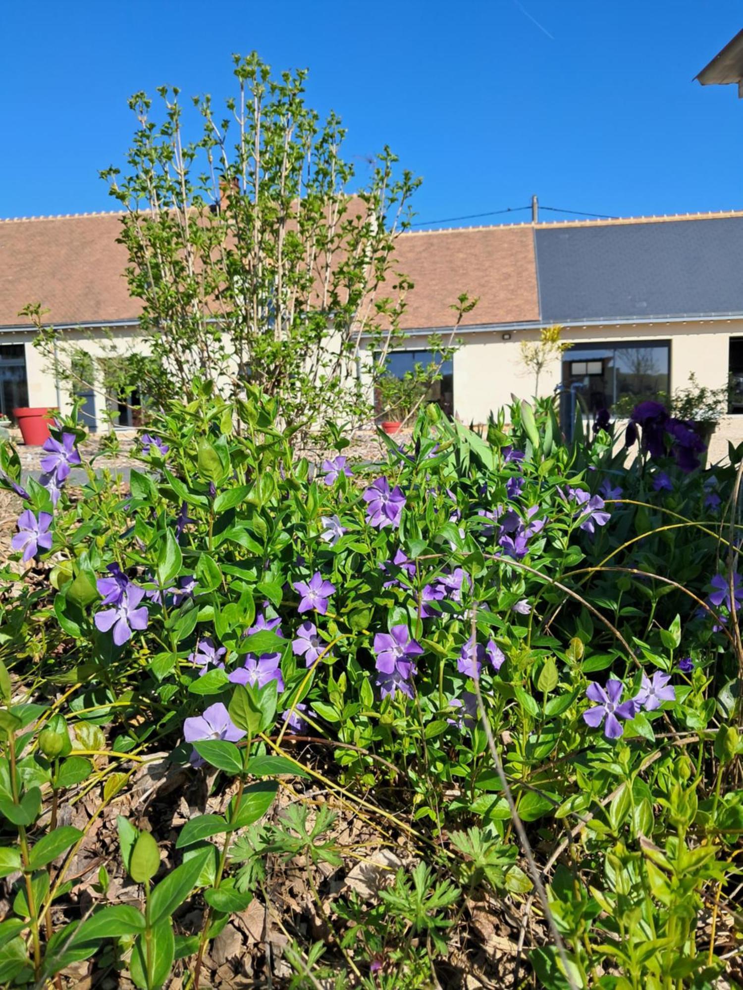 Au Ginkgo Bed & Breakfast Chaumont-sur-Loire Eksteriør bilde